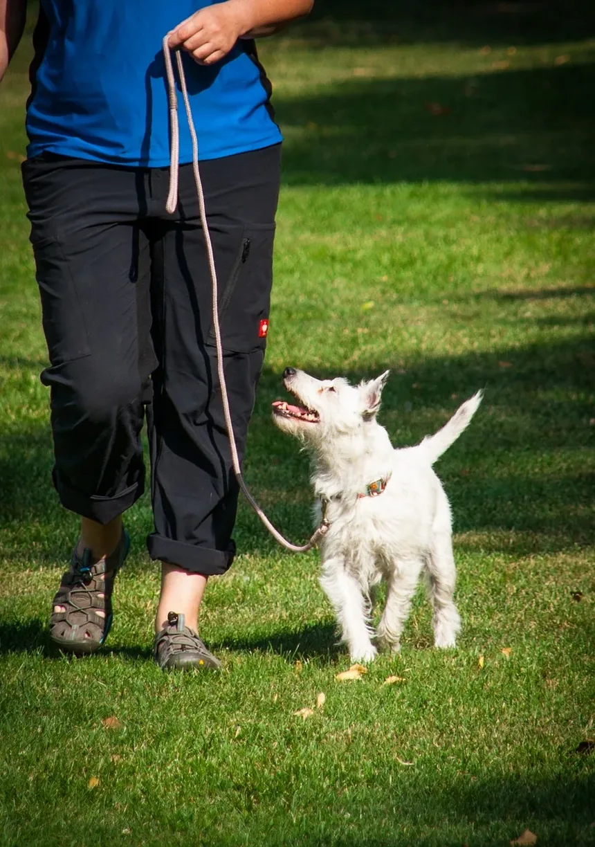 5 Dicas Essenciais de Alimentação para Cães Idosos que Você Precisa Saber