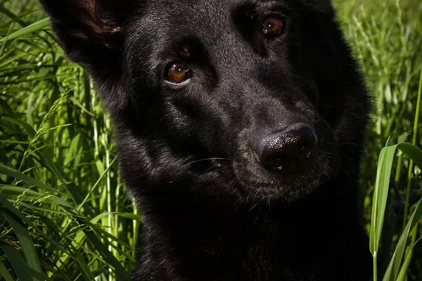 5 Dicas Essenciais de Alimentação para Cães Idosos que Você Precisa Saber