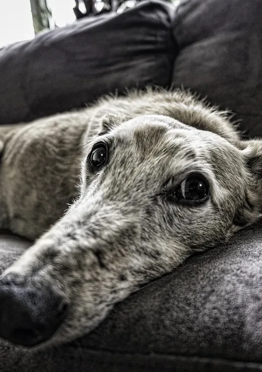 Acupuntura para Cães: Alívio da Dor e Melhoria da Qualidade de Vida