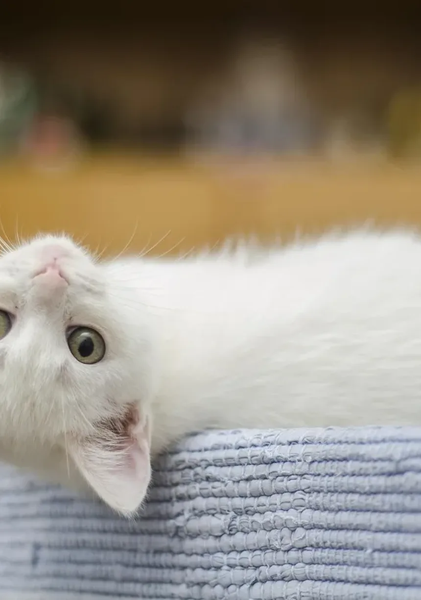 Cataratas em Gatos: Sintomas, Tratamento e Como Cuidar