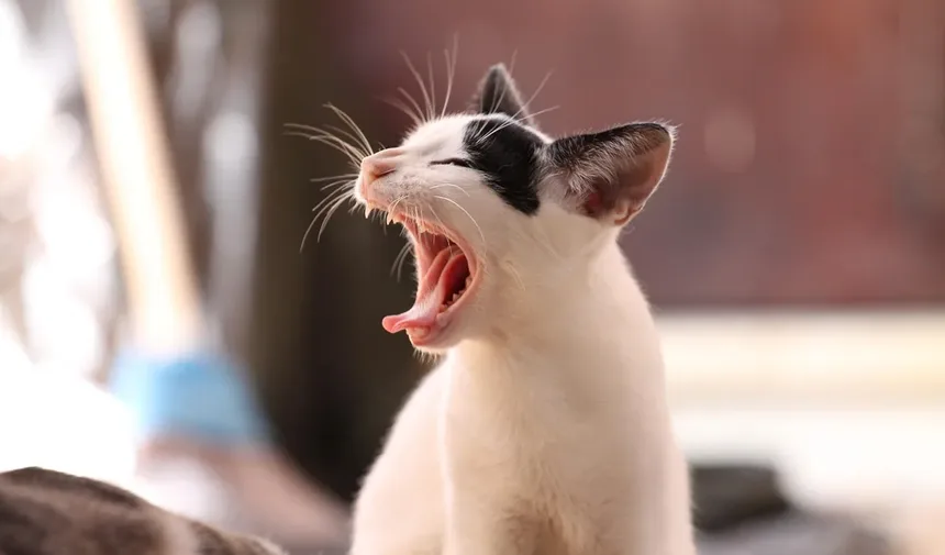 Cataratas em Gatos: Sintomas, Tratamento e Como Cuidar