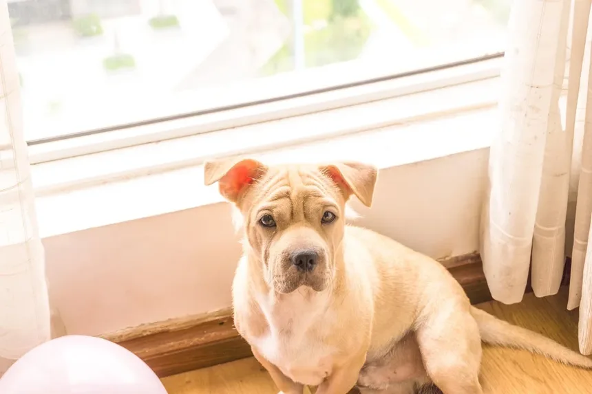 Cisaprida para Animais de Estimação: Tudo o Que Você Precisa Saber