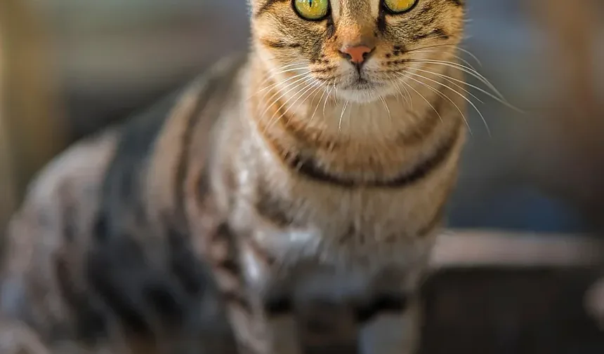 Como Saber se o Meu Gato Está com Dor: Sinais e o Que Fazer