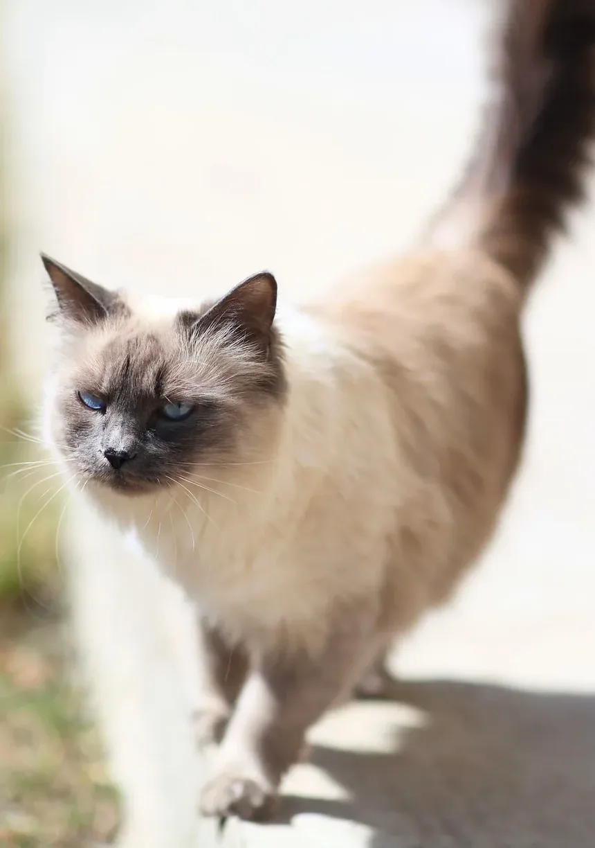 Guia Completo para a Saúde Felina: Cuidados em Cada Etapa da Vida