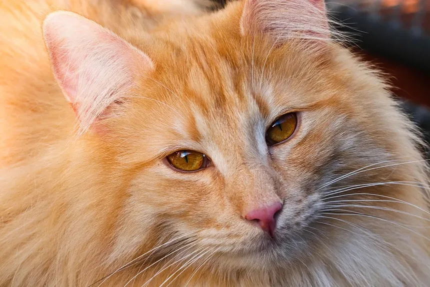 Os Gatos Sentem Vergonha? Descubra a Verdade por Trás Comportamentos