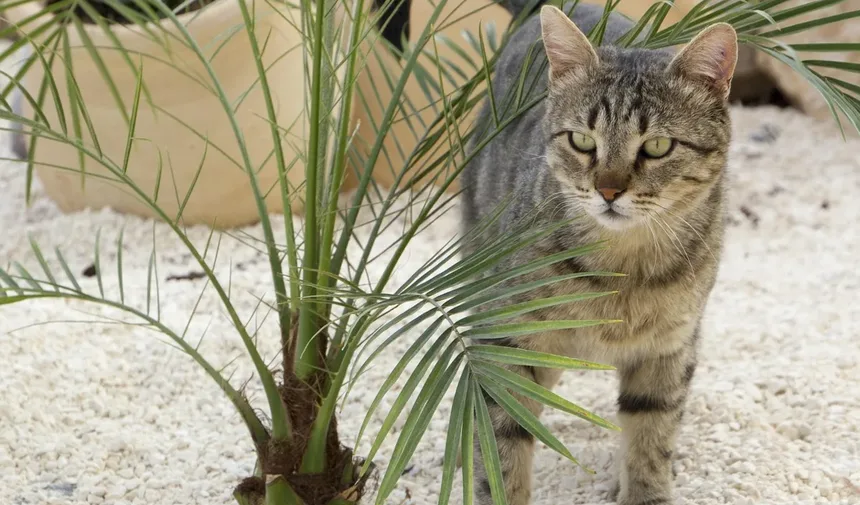 Guia de Alimentação e Nutrição para Cães Mais Velhos e Idosos