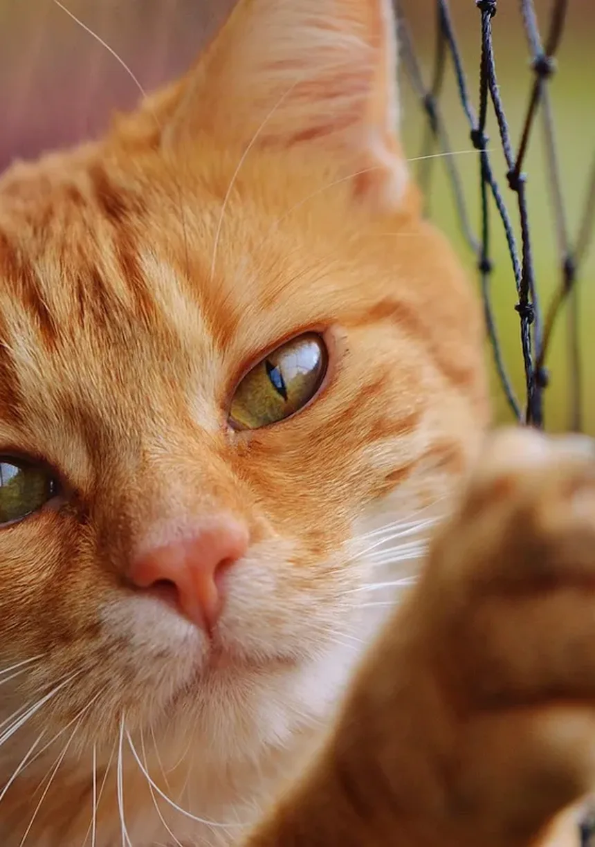 Como Dar Banho no Seu Gato Sem Sofrimento: Guia Completo para Donos