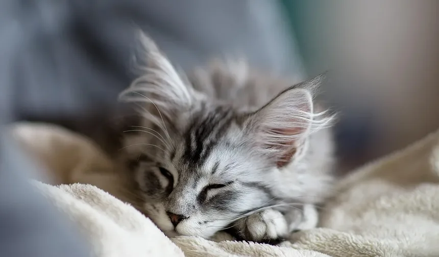 Como Dar Banho no Seu Gato Sem Sofrimento: Guia Completo para Donos