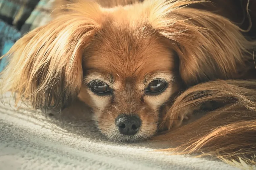 Como Impedir que um Cão Ladrar à Noite