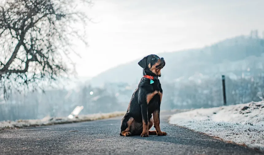 Como Impedir que um Cão Ladrar à Noite