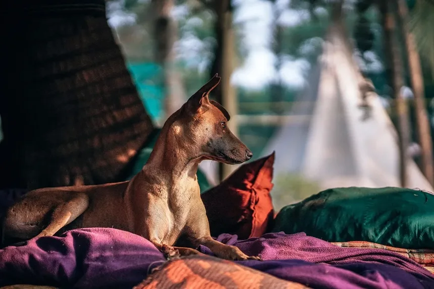 Como Parar o Latido Excessivo do Seu Cão: 5 Dicas Infalíveis