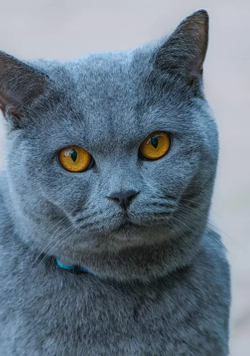 Seu Gato Está com Dor? Sinais Sutis que Você Pode Estar Perdendo