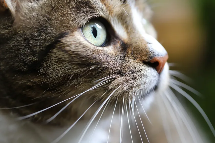 Seu Gato Está com Dor? Sinais Sutis que Você Pode Estar Perdendo
