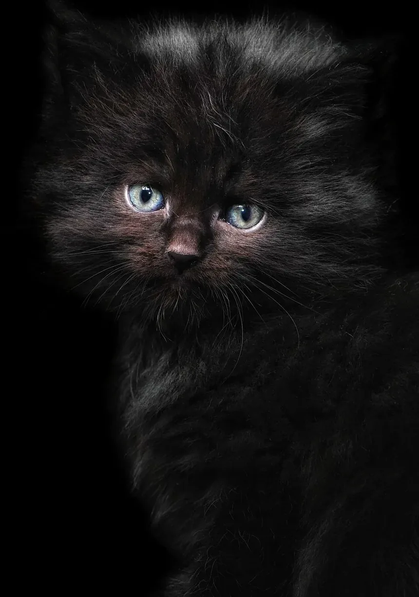 Por Que os Gatos se Lambem Tanto? Descubra os Segredos Felinos!