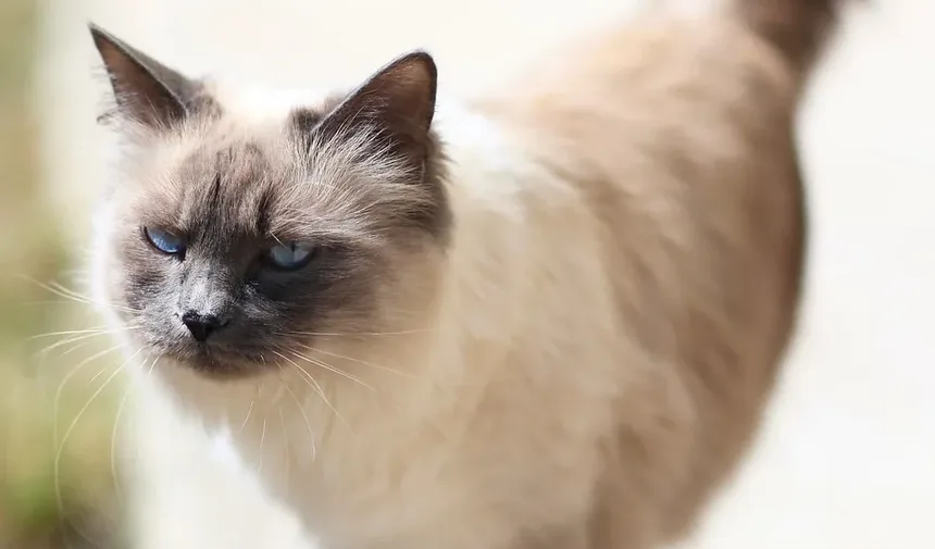 Por Que os Gatos se Lambem Tanto? Descubra os Segredos Felinos!