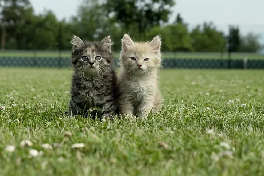 Por Que os Gatos se Lambem Tanto? Descubra os Segredos Felinos!