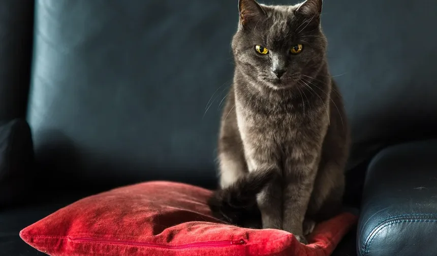Por Que os Gatos Amam Caixas? 8 Razões Surpreendentes