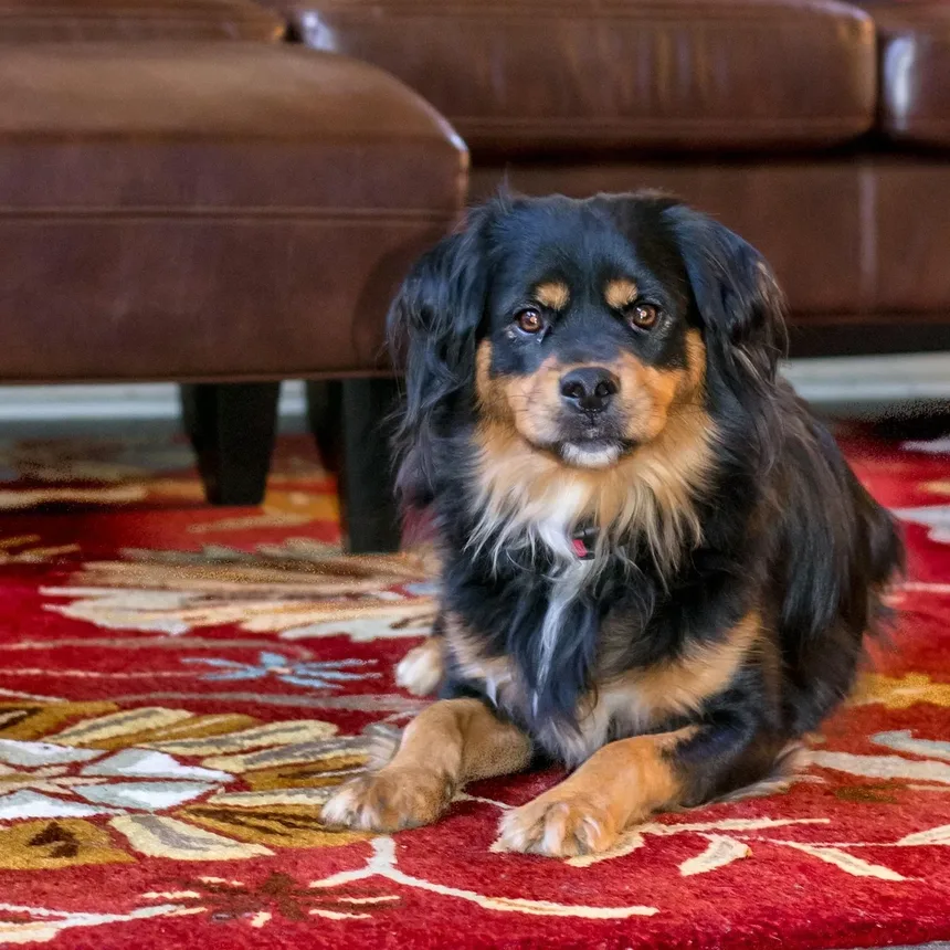 Por que os cães rangem os dentes? 7 causas e soluções