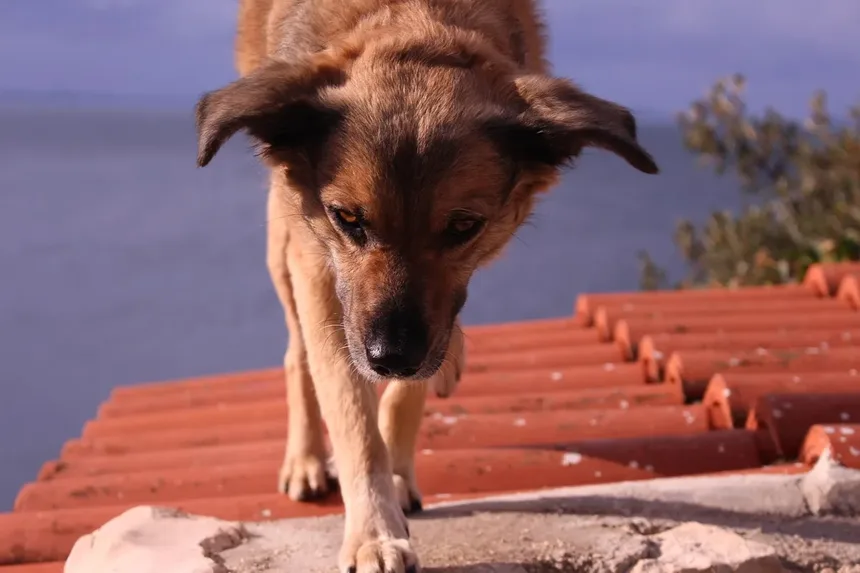 Zonisamida para Cães: Tudo que Você Precisa Saber