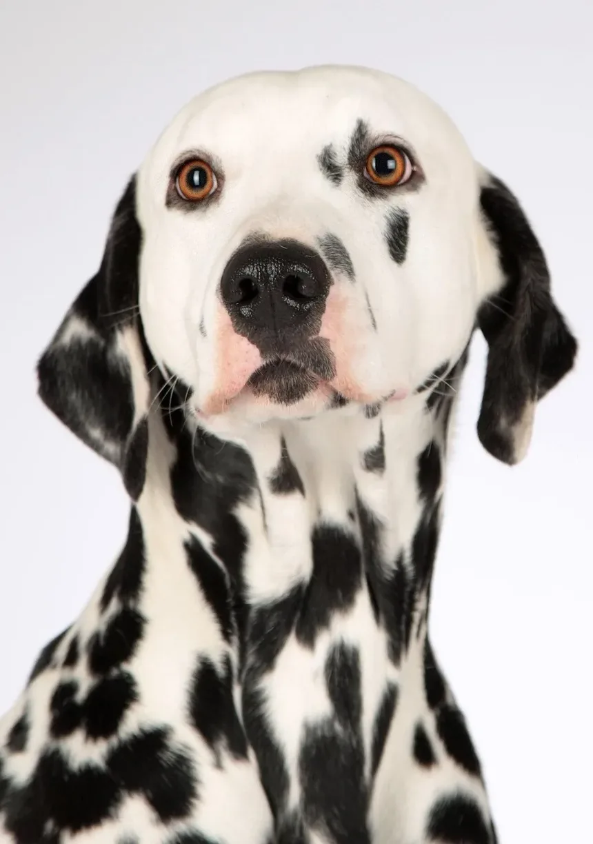 Receita Caseira de Petiscos de Mirtilo para Cães: Uma Delícia Saudável para Seu Amigo