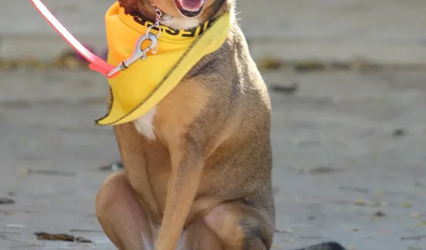 Receita Caseira de Petiscos de Mirtilo para Cães: Uma Delícia Saudável para Seu Amigo