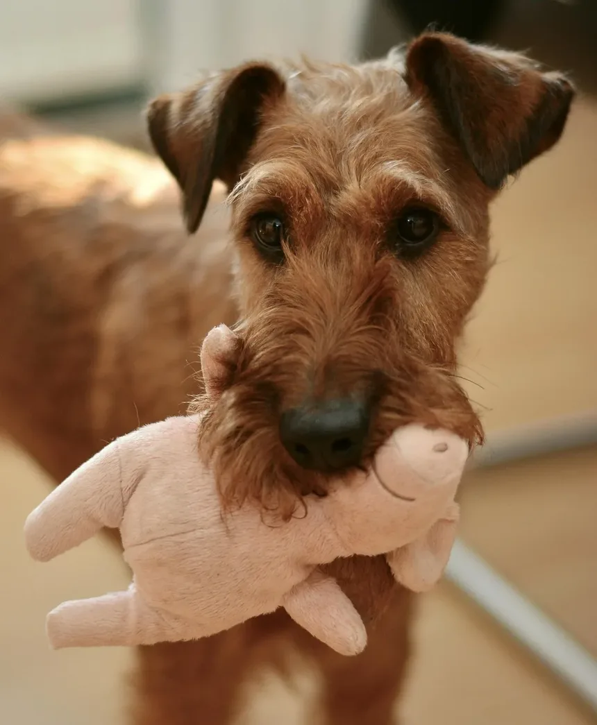 Como Tratar uma Ferida em Cachorro em Casa: Um Guia Completo