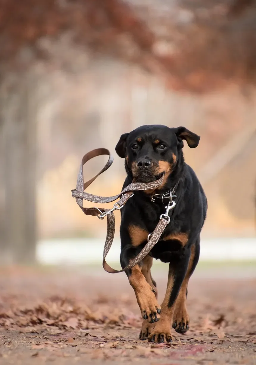 Como Tratar uma Ferida em Cachorro em Casa: Um Guia Completo