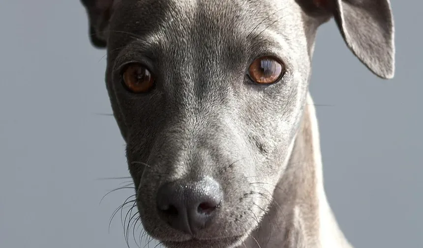 Como Tratar uma Ferida em Cachorro em Casa: Um Guia Completo