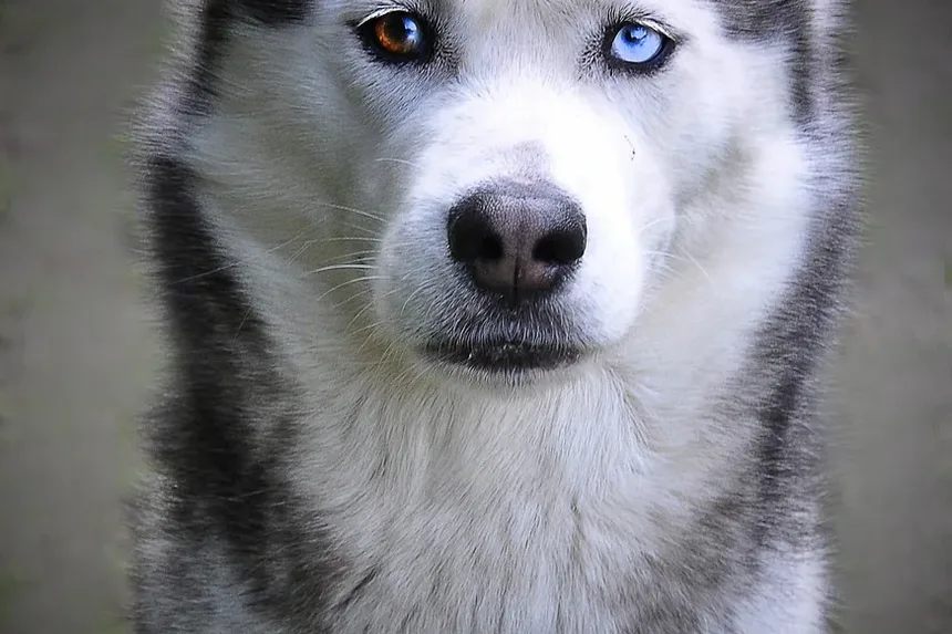 Como Tratar uma Ferida em Cachorro em Casa: Um Guia Completo